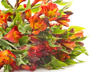 Kırmızı alstroemeria