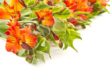 Kırmızı alstroemeria