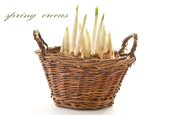 Crocuses in spring — Stock Photo, Image