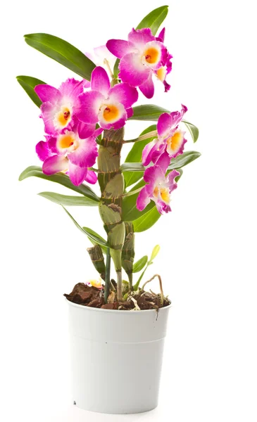 Dendrobium — Foto de Stock