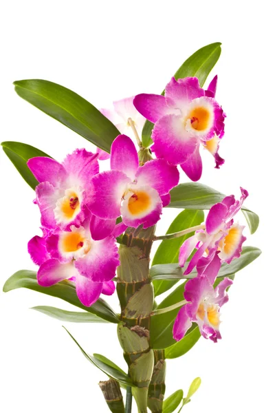 Dendrobium — Fotografia de Stock