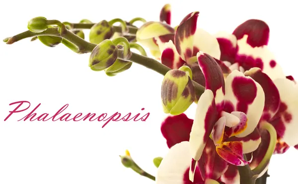 Grava grisPhalaenopsis — Stok fotoğraf