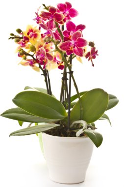 çiçek açan phalaenopsis