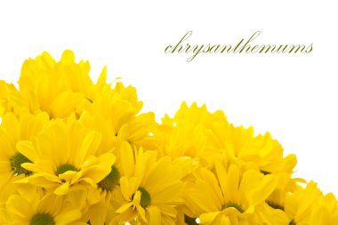 Yellow chrysanthemums clipart