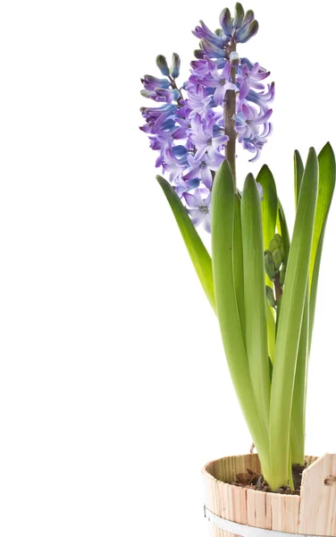 Kwiat hiacyntu — Zdjęcie stockowe