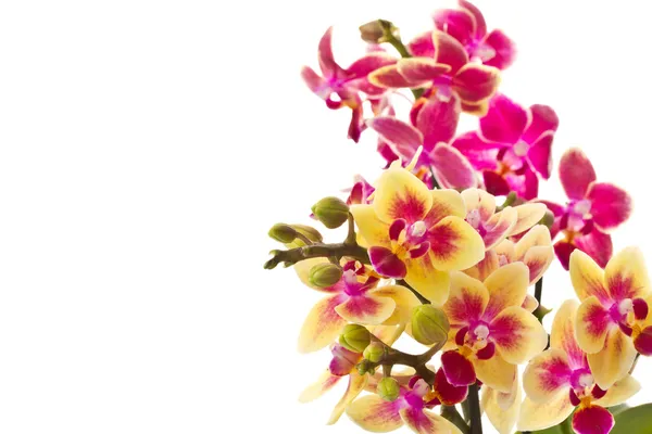 Ανθίζοντας phalaenopsis — Φωτογραφία Αρχείου