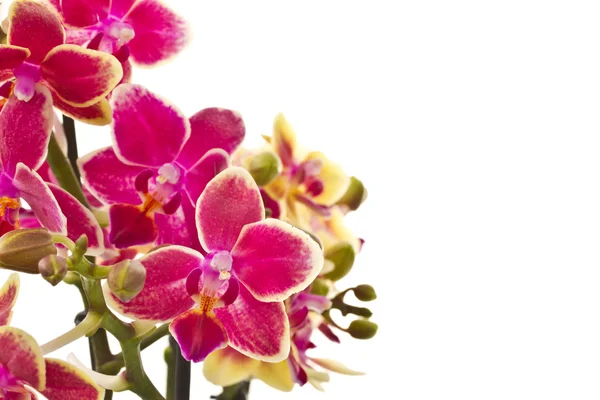 Çiçek açan phalaenopsis — Stok fotoğraf