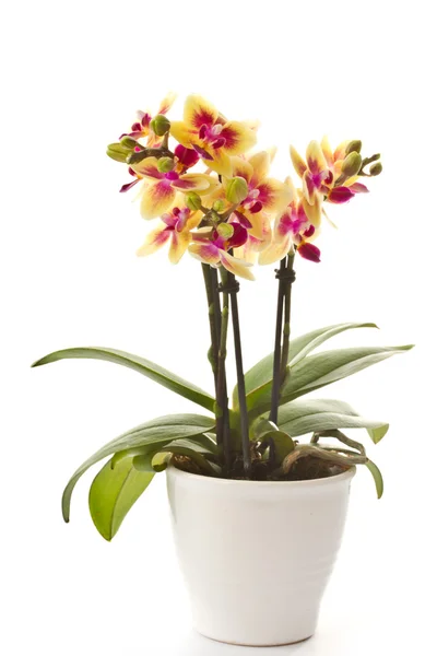 Falaenopsis floreciente — Foto de Stock