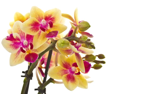 Virágzó phalaenopsis — Stock Fotó