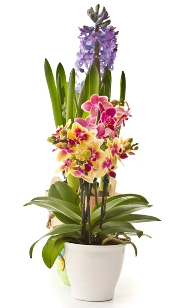 Phalaenopsis and hyacinth — Stock Photo, Image