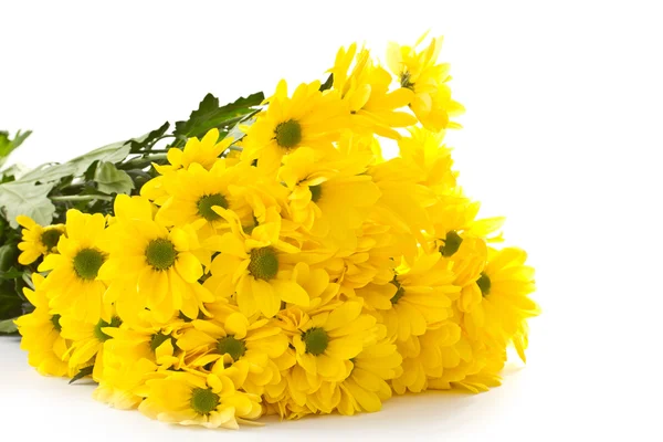 Gelbe Chrysanthemen — Stockfoto