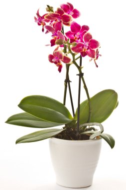 çiçek açan phalaenopsis