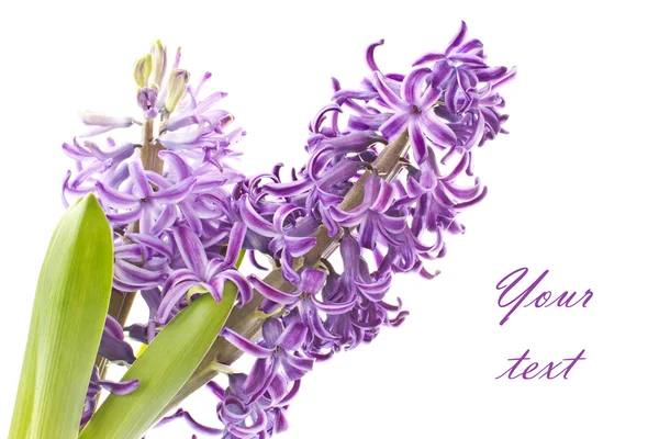 Flor de jacinto — Foto de Stock