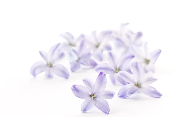 Azul jacinto — Fotografia de Stock