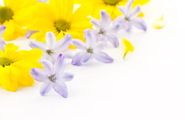 Blüten gelbe Chrysanthemen und blaue Hyazinthen — Stockfoto