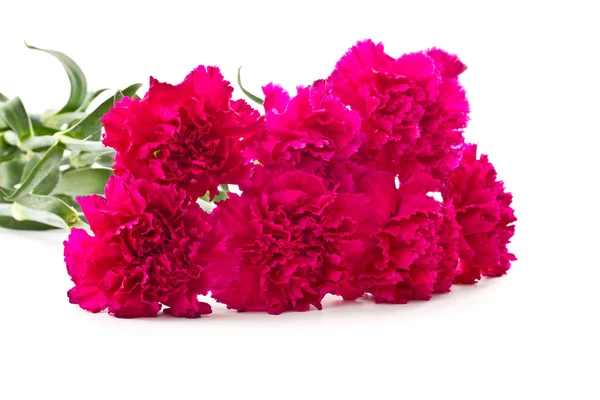 Red carnations — Stock Photo, Image