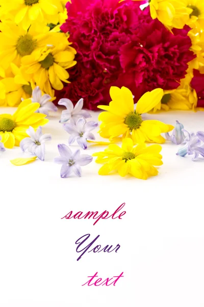 Kasımpatı çiçekleri, sümbül ve karanfil — Stok fotoğraf