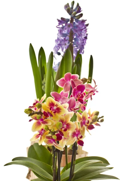 Phalaenopsis en hyacint — Stockfoto