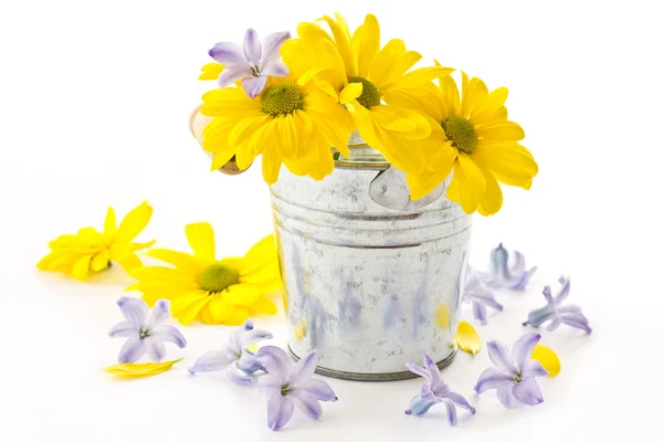 Blüten gelbe Chrysanthemen und blaue Hyazinthen — Stockfoto