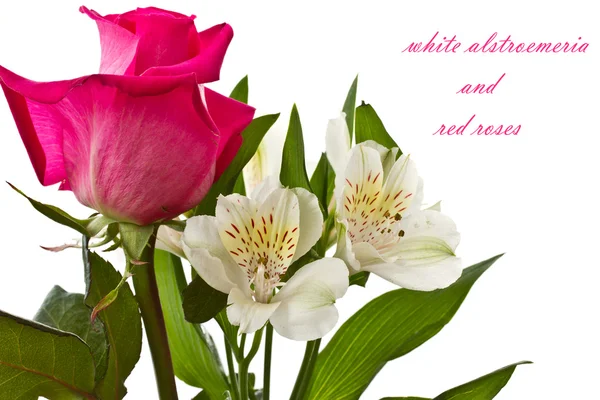 Rosas rojas y Alstroemeria blanca —  Fotos de Stock