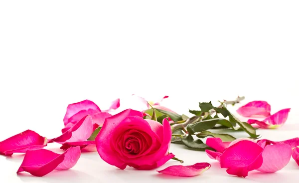Gyönyörű vörös rózsa és Rózsaszirmok — Stock Fotó