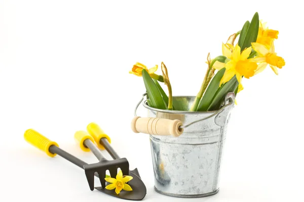 Daffodils in a bucket with a shovel and a rake — Stock Photo, Image