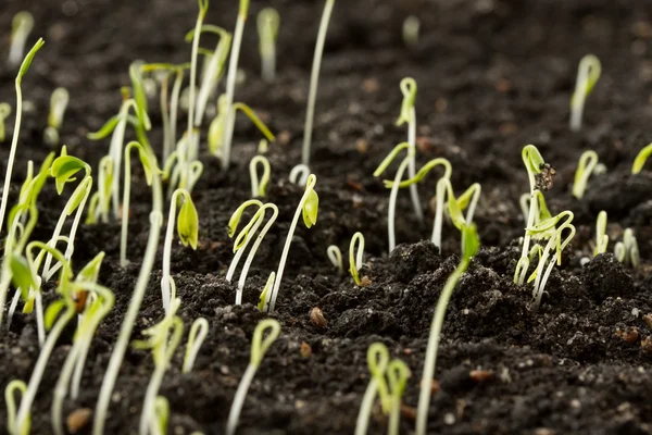 stock image Young green shoots