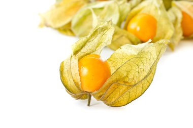 Physalis