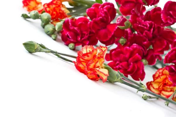 红色康乃馨花束 — 图库照片
