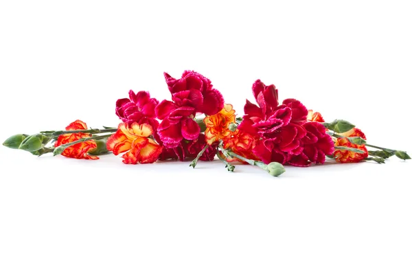 Bouquet of red carnations — Stock Photo, Image