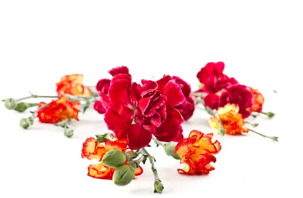 红色康乃馨花束 — 图库照片