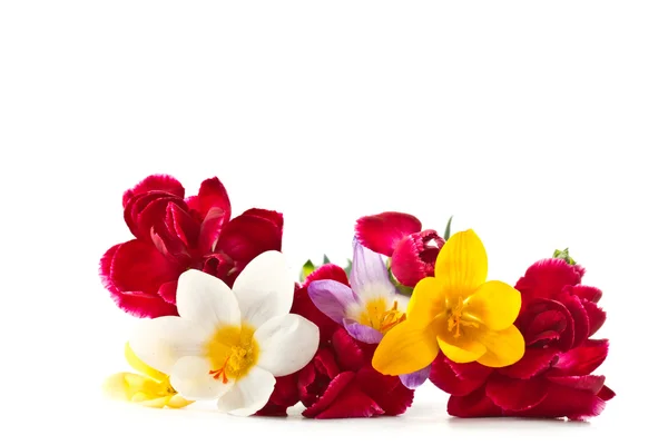 明亮的康乃馨和番红花 图库图片