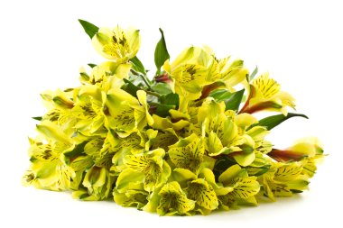 alstroemeria çiçek