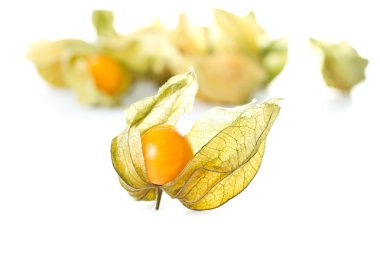 Physalis