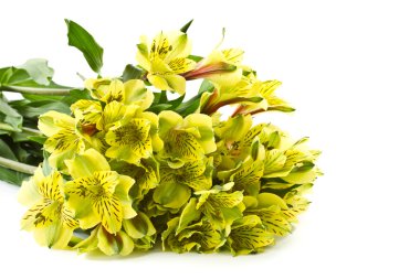 alstroemeria çiçek