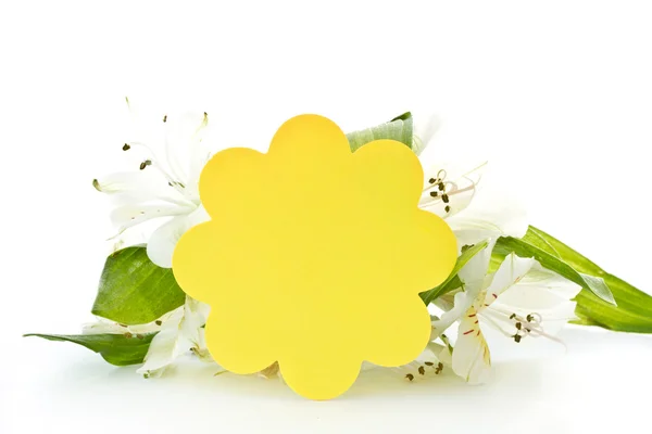 Alstroemeria and white card — Stock Photo, Image