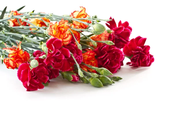 Bouquet d'oeillets rouges — Photo