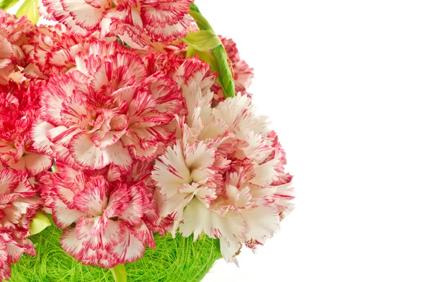 Kvetoucí růžový karafiát — Stock fotografie