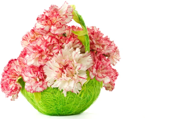 Blooming pink carnation — Stock Photo, Image