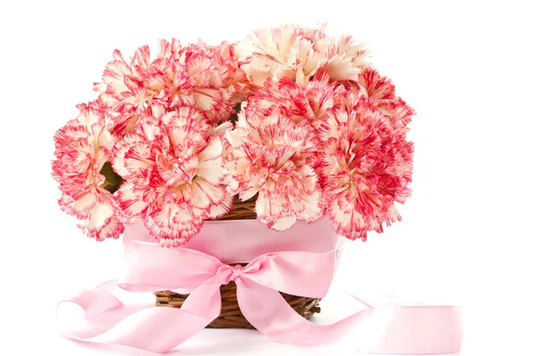 Clavel rosa floreciente — Foto de Stock