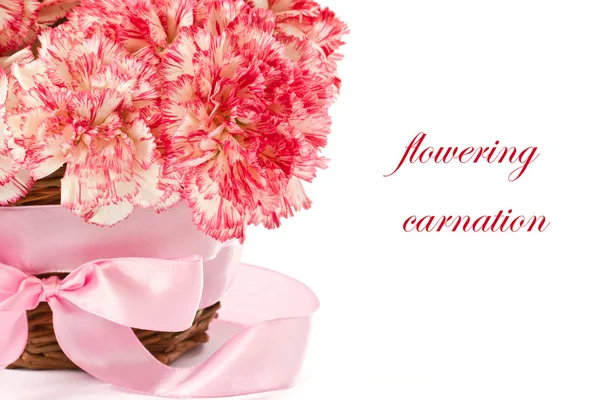 Квітучі рожевій гвоздиці — стокове фото