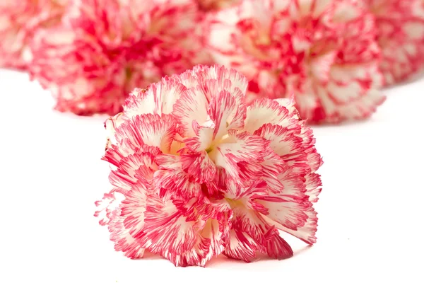 Blooming pink carnation — Stock Photo, Image