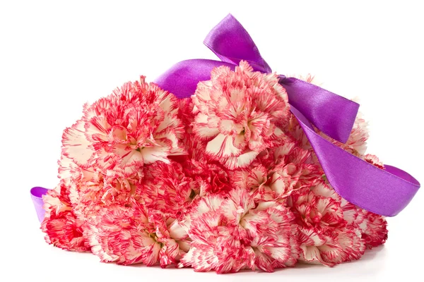 Garofano rosa in fiore — Foto Stock