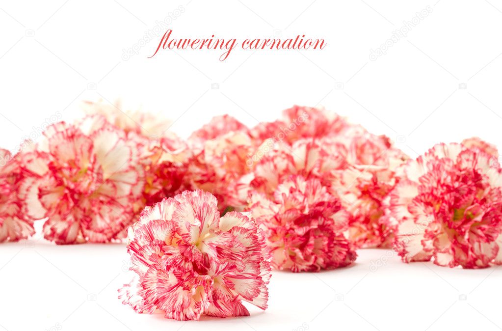 Blooming pink carnation