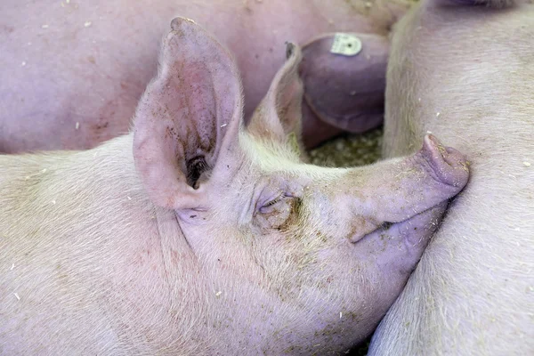 잠자는 돼지 — 스톡 사진