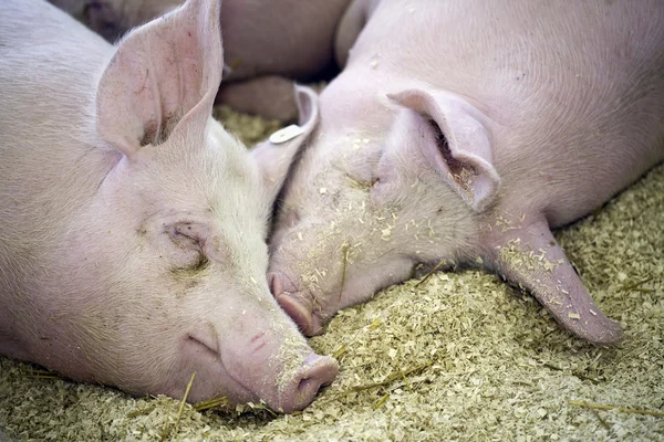 Cerdos durmientes — Foto de Stock