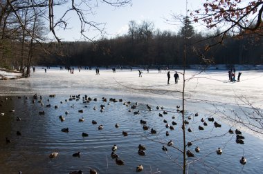 Duck pond in the ice clipart