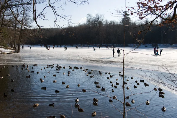 Duck pond in the ice — Stock Photo, Image