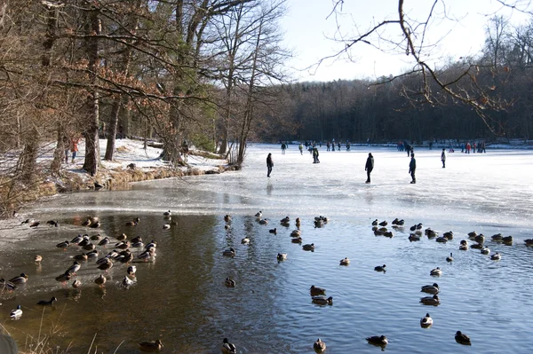 Duck pond in the ice — Stock Photo, Image