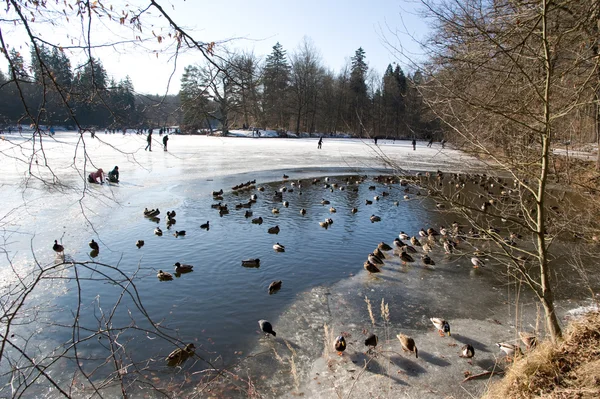 Estanque de pato en el hielo — Foto de Stock